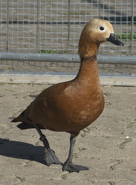 高压防守时